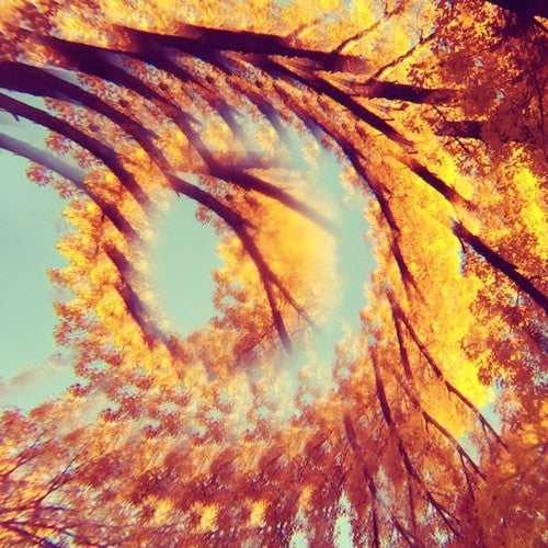 Hawk & A Hacksaw - Forest Bathing - Music CD