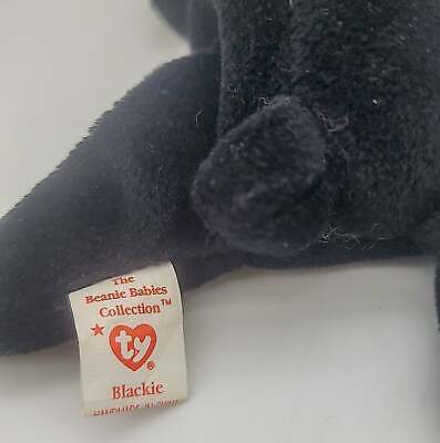 Ty Beanie Baby Blackie the Bear Ultra Rare, PVC Pellets, Major Tag Errors, Mint