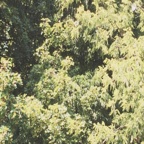 Sadness - Circle Of Veins - Music CD