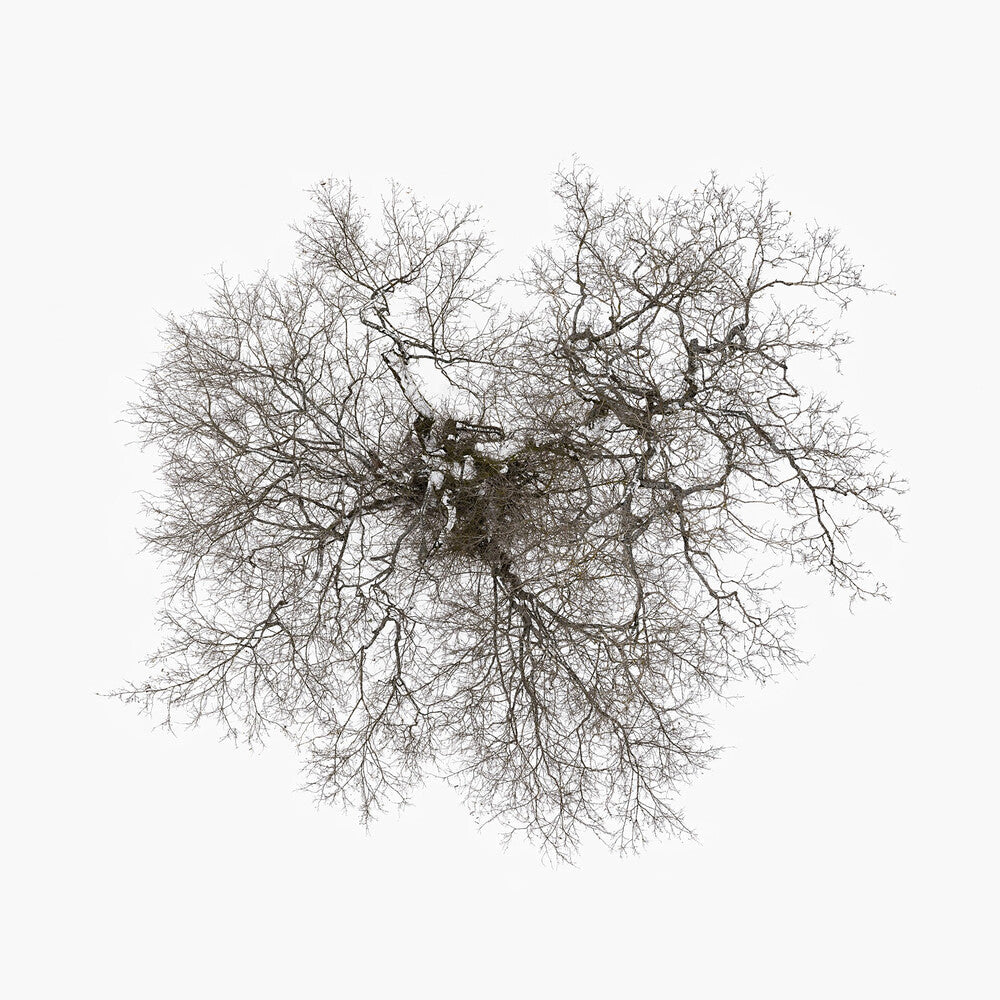 John Metcalfe - Tree [CD]