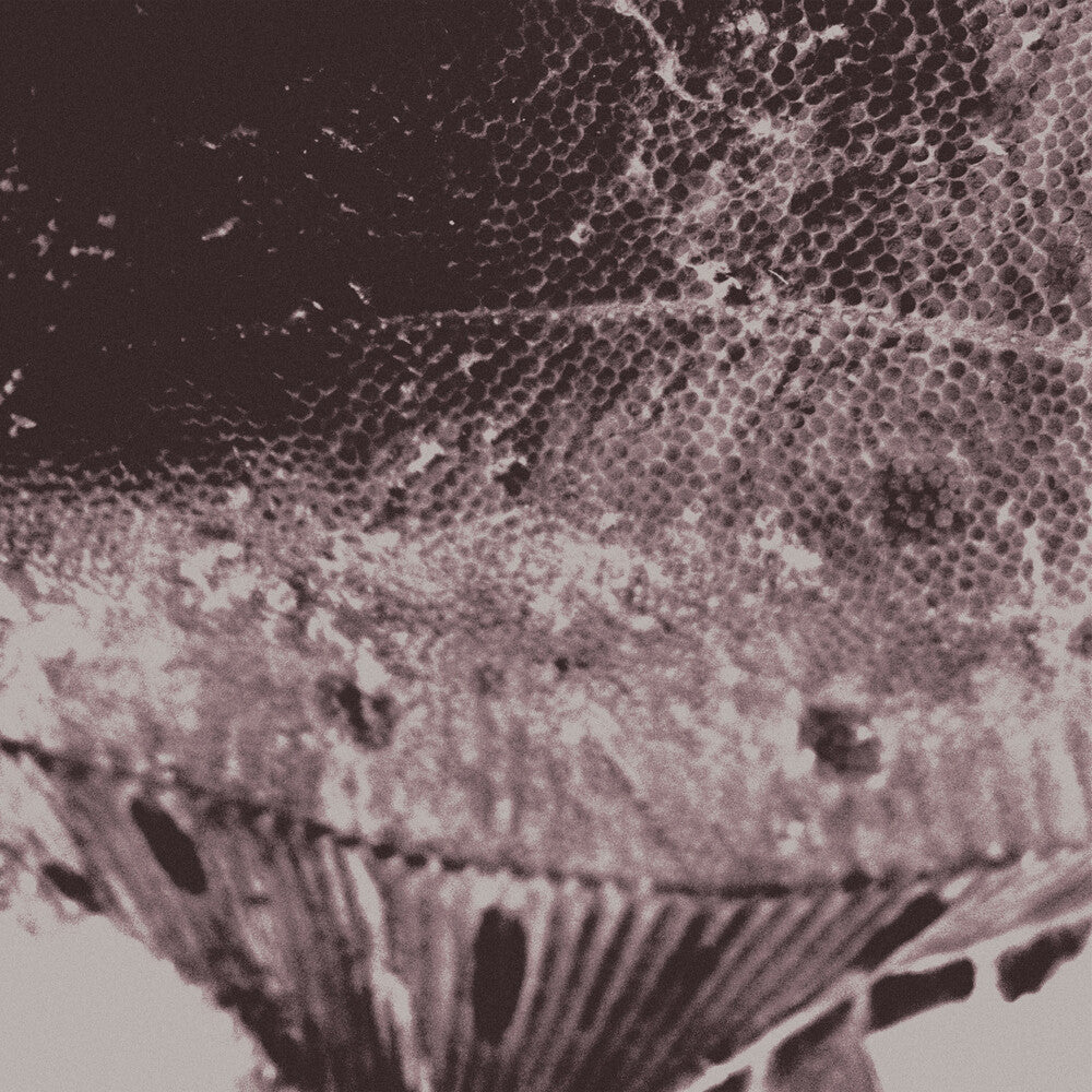 Pre-Order: Mark Ijzerman - Flounder Maps [LP]